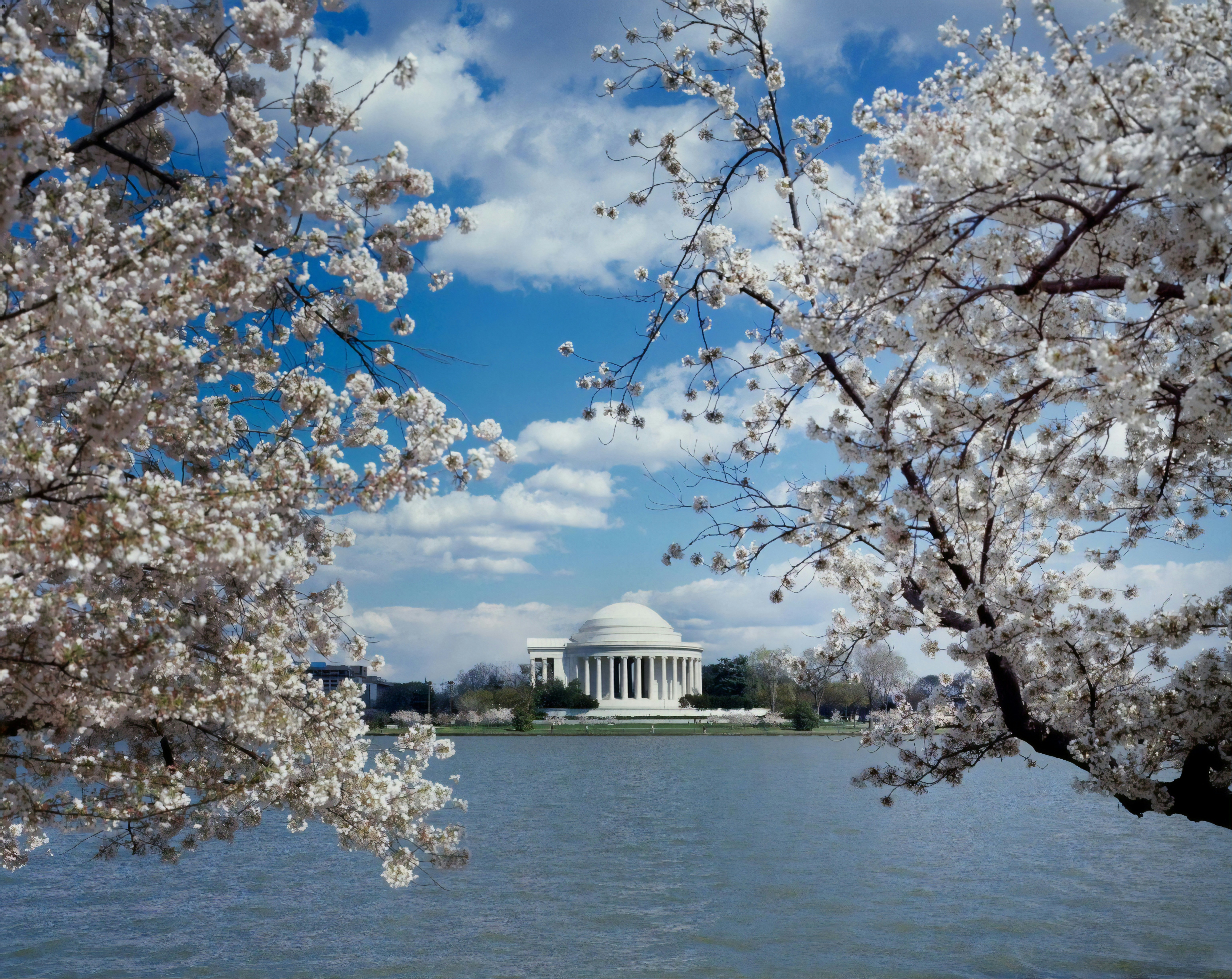 Washington jefferson memorial bloesem 1