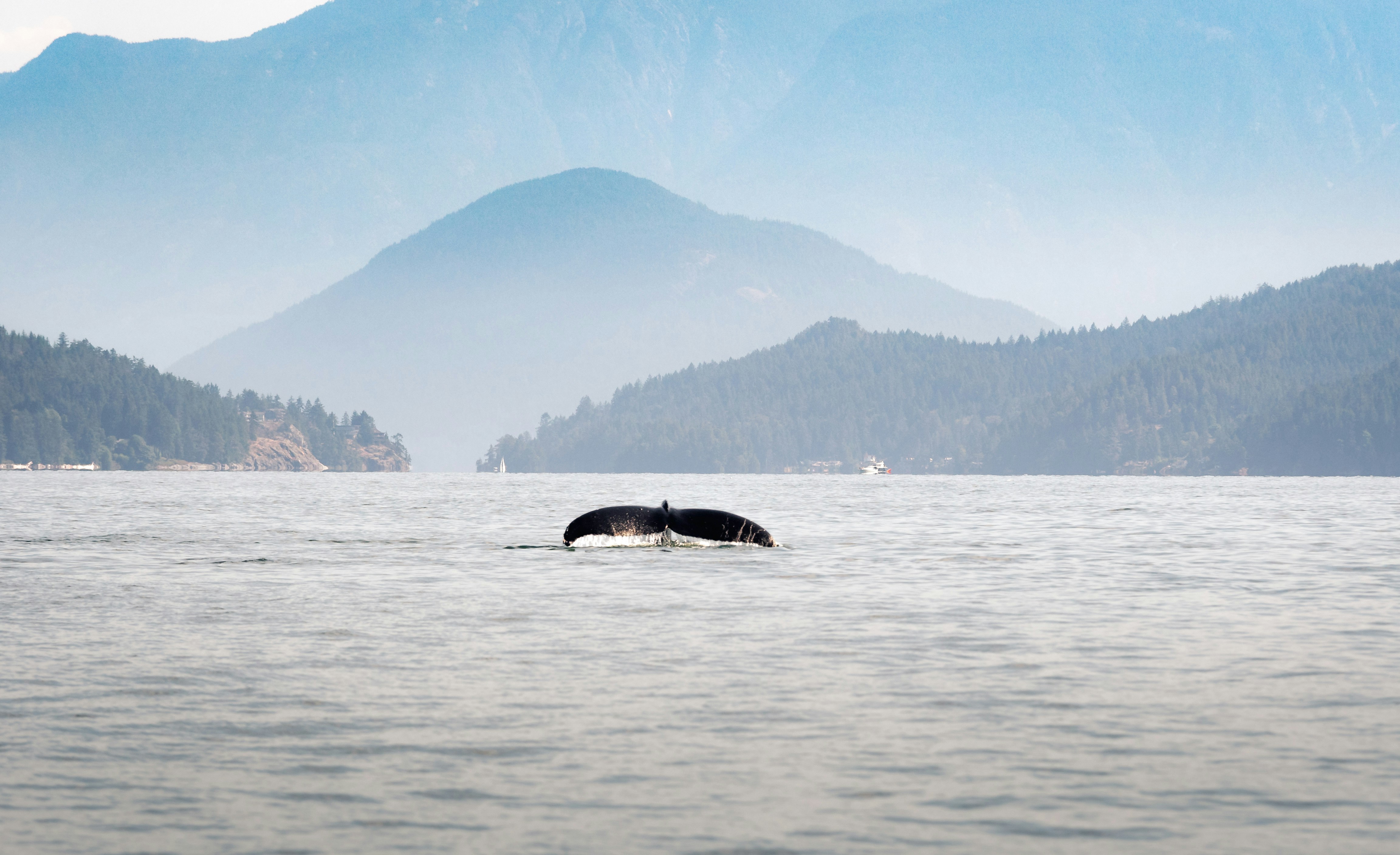 Vancouver island bultrug walvis