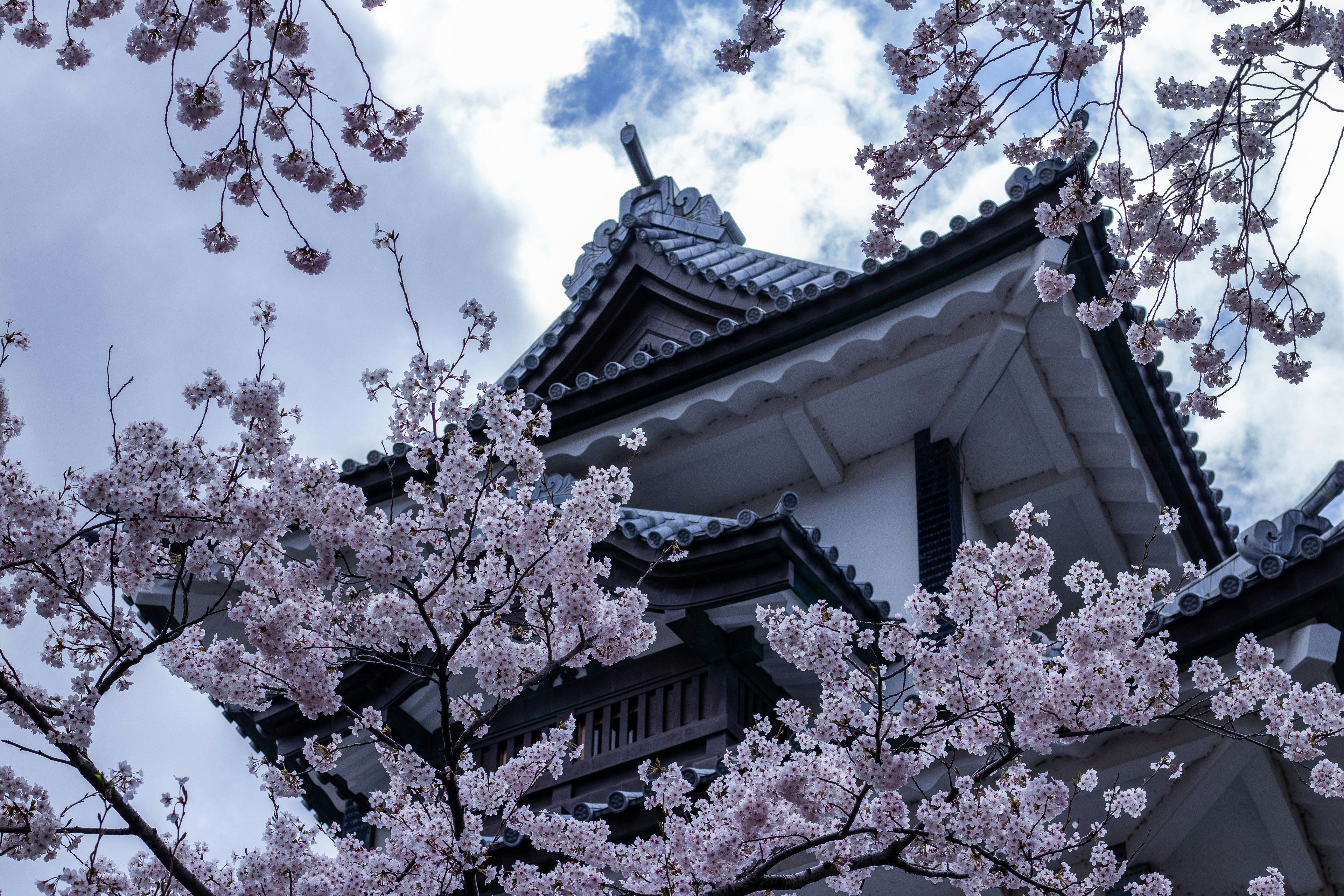 Kanazawa bloesem