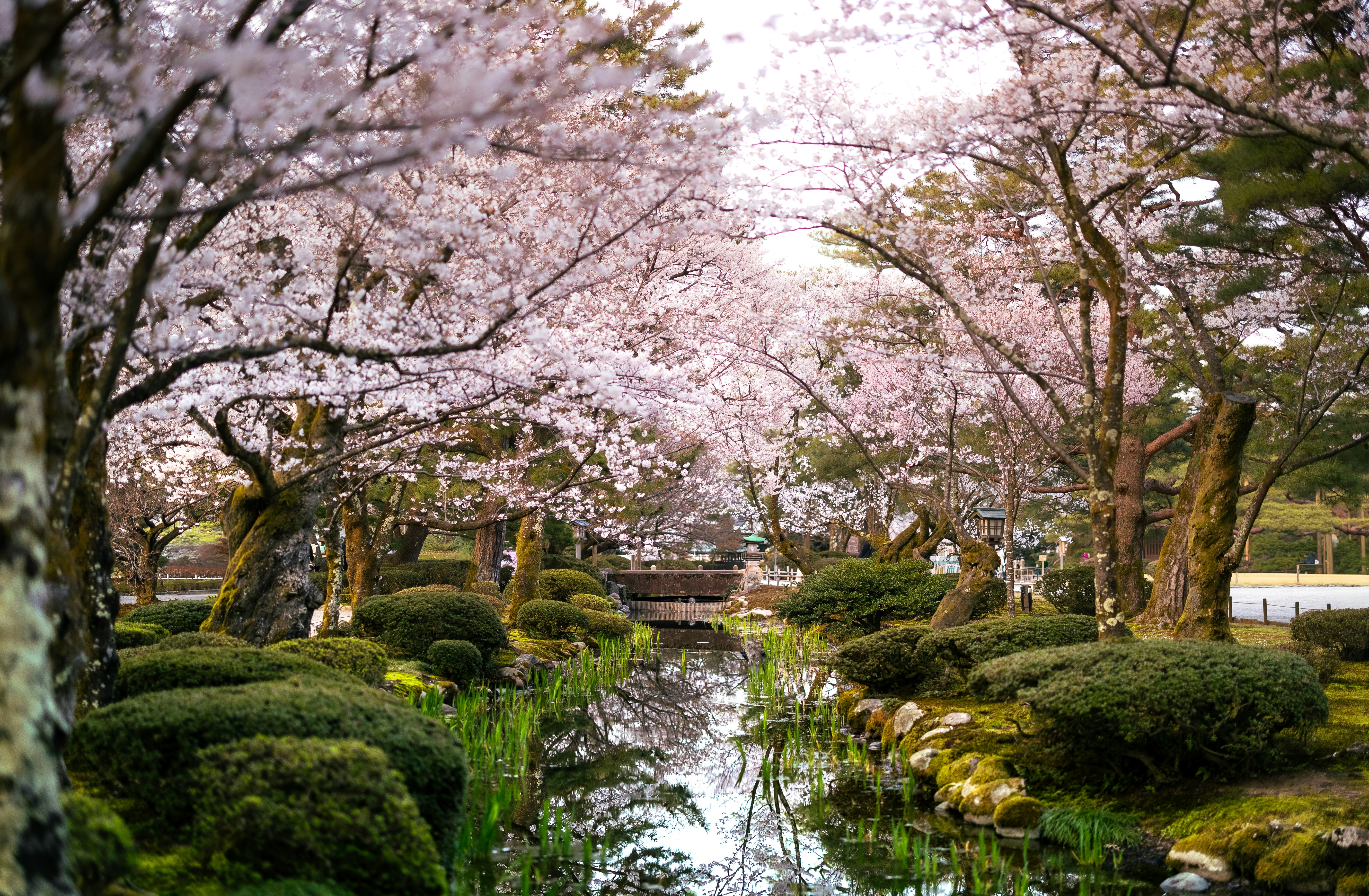 Kanazawa bloesem1
