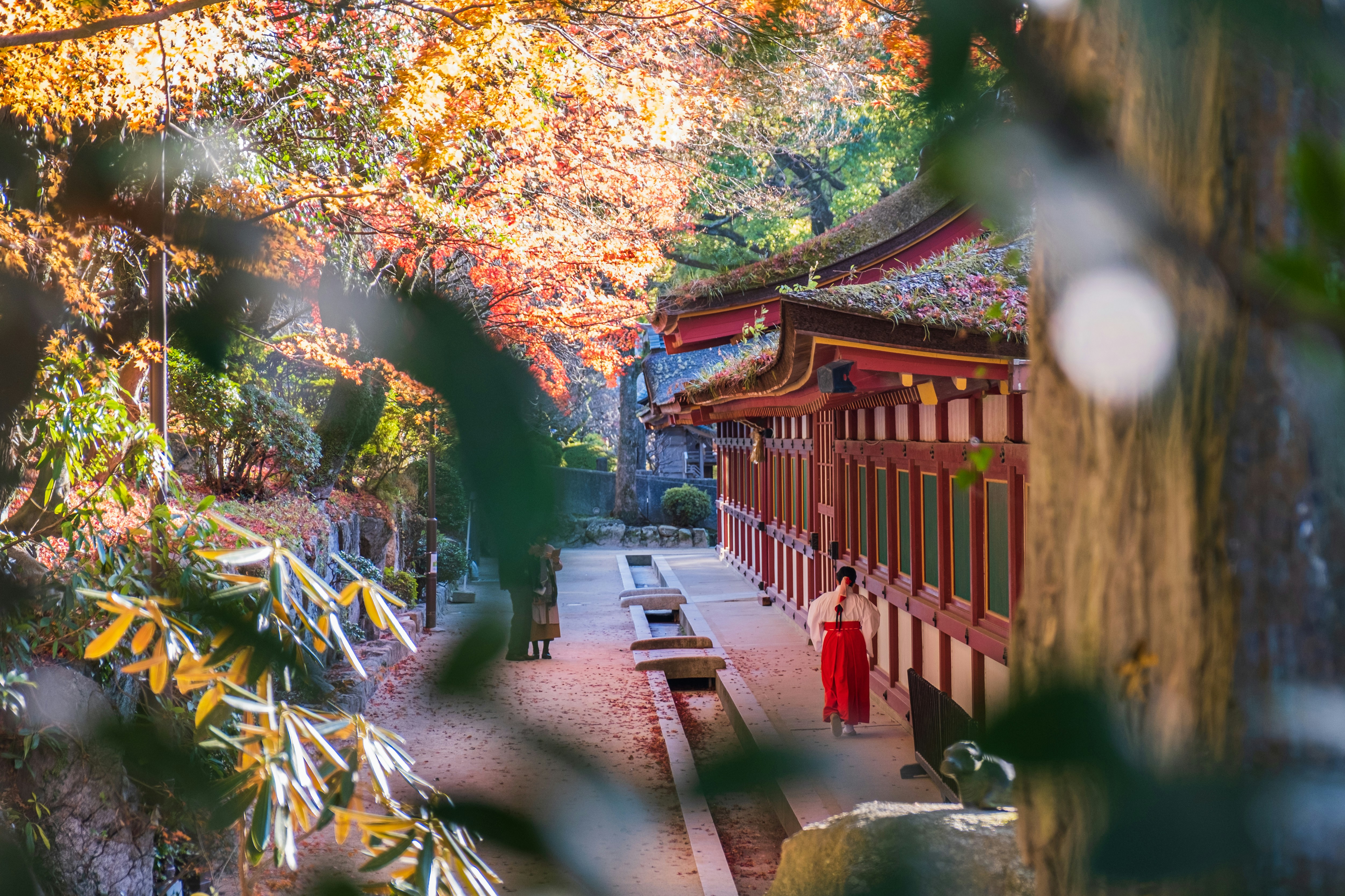 Japan fukuoka dazaifu tenmangu shrine