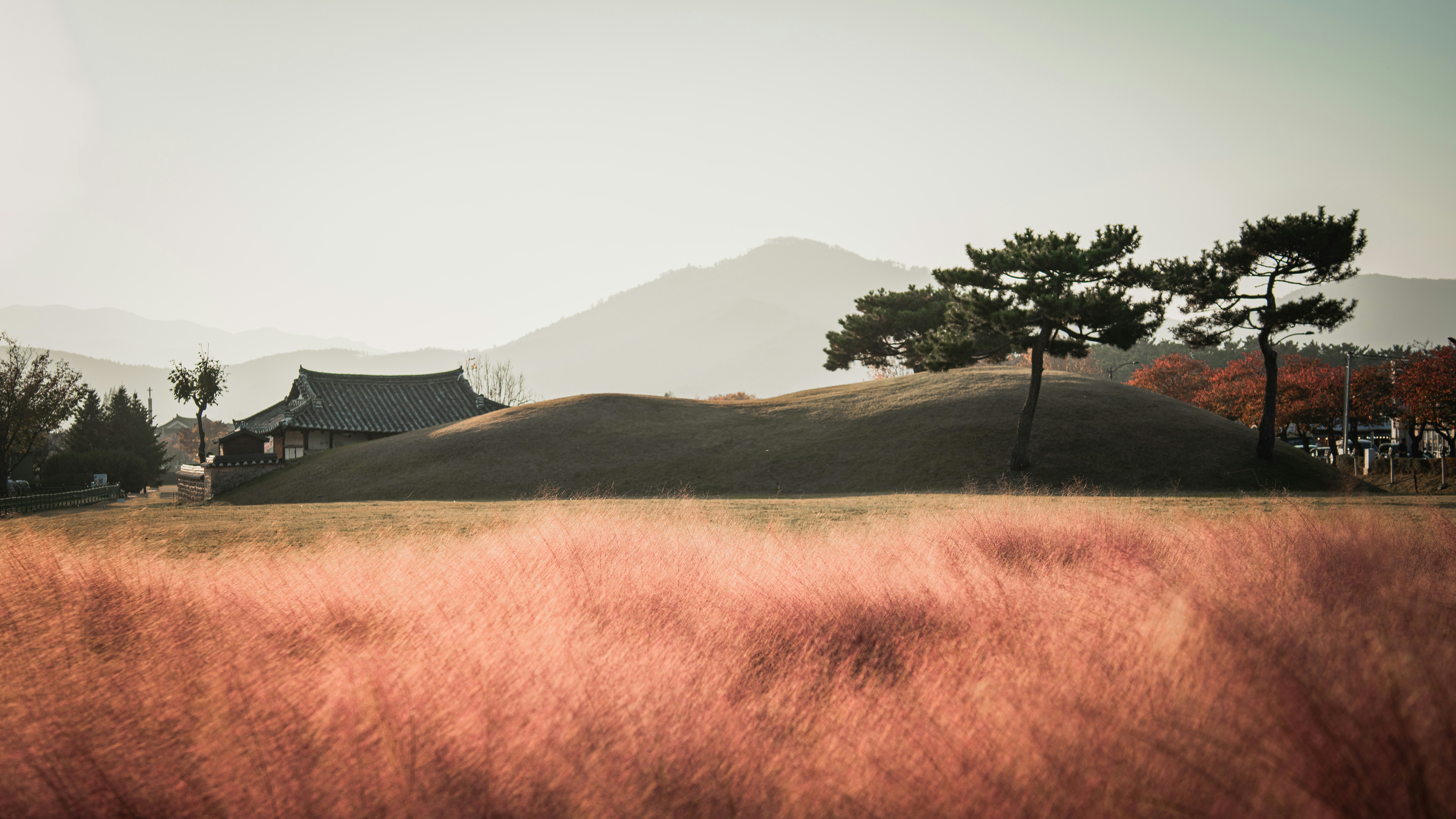 Gyeongju gras