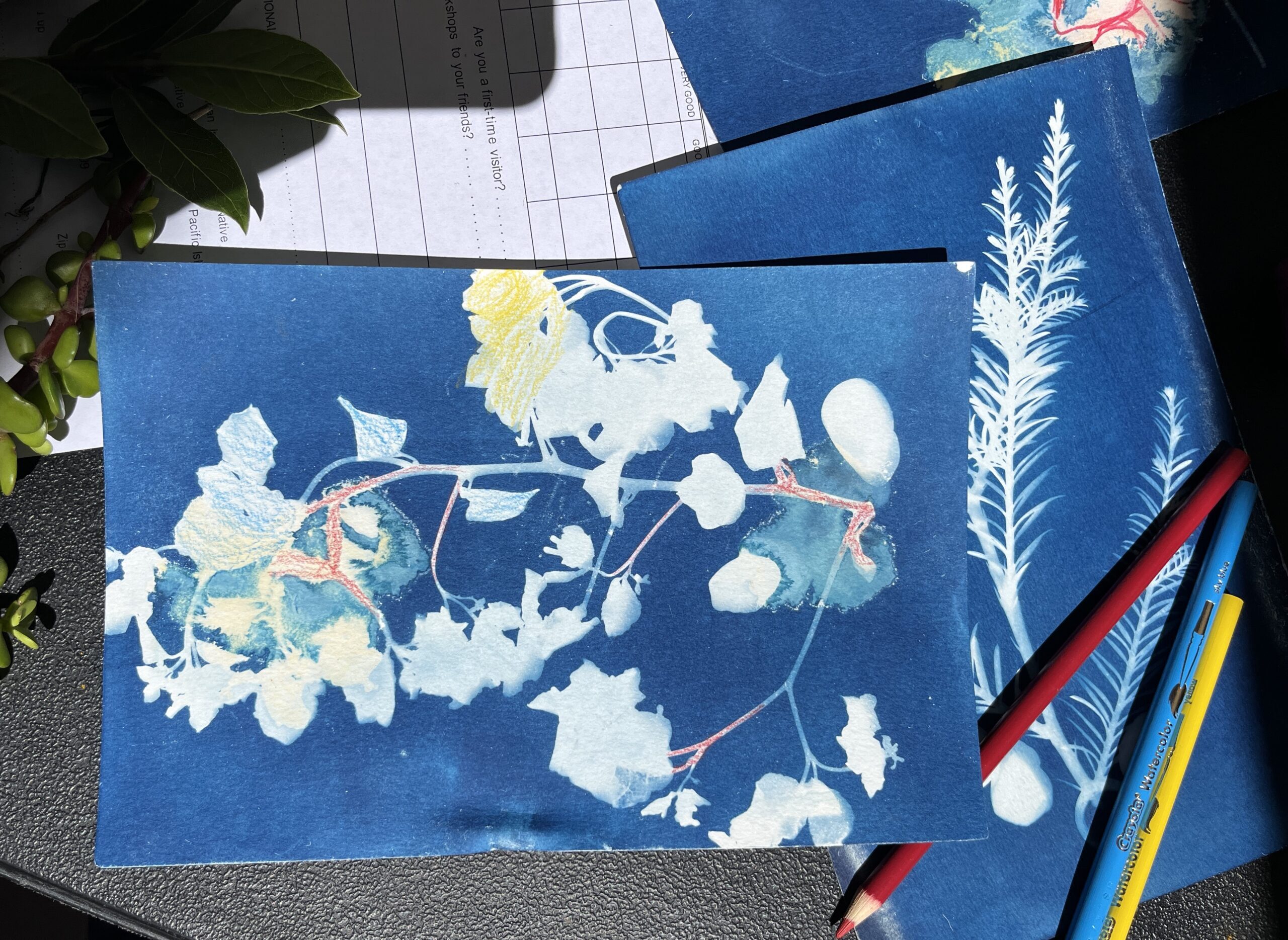 02 11 2024 CL Persian Cyanotypes 3 scaled