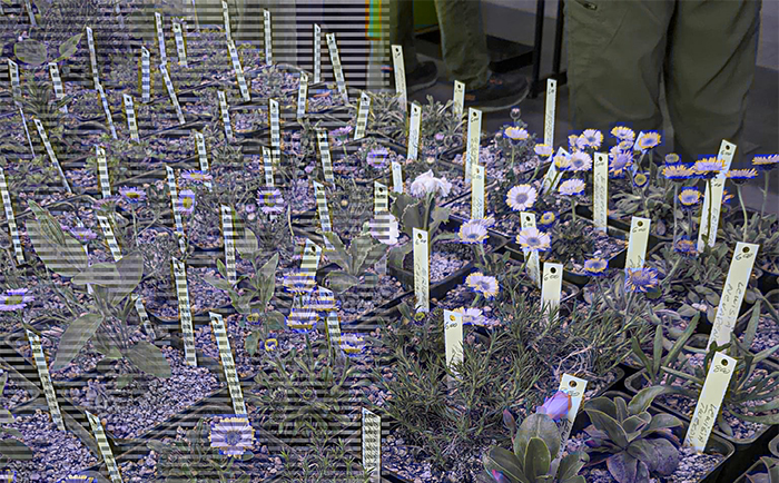 NARGS plant sale spring 2025