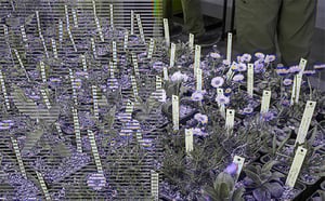 NARGS plant sale spring 2025