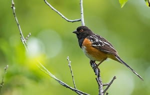 Towhee on branch reduced