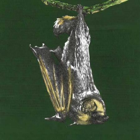 Hoary bat teaser 500x500