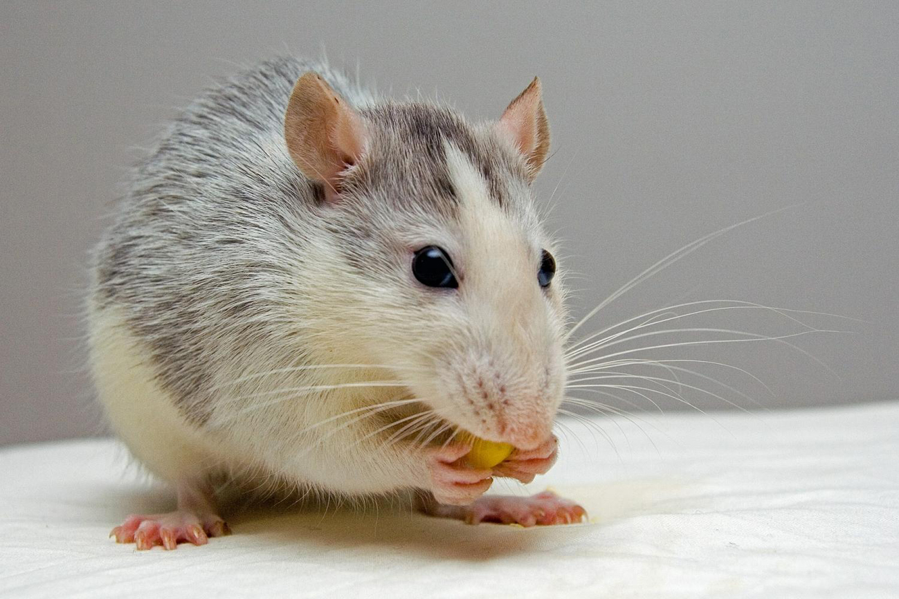 New study shows rats crave cocaine after drinking alcohol