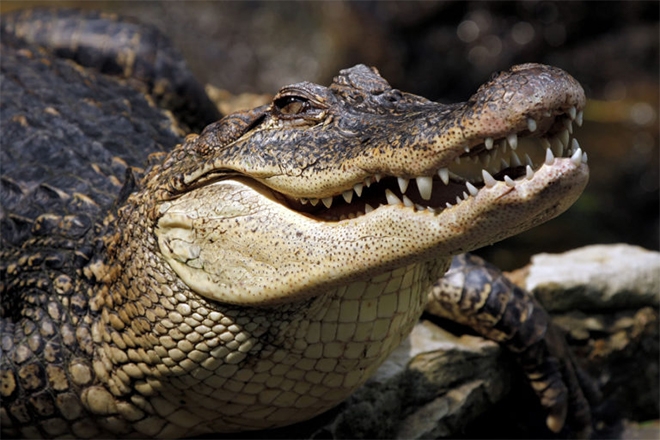 Alligators were given ketamine and headphones to study dinosaur hearing