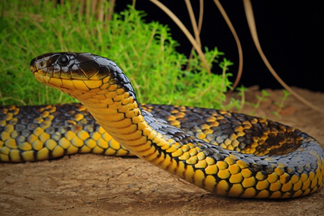 Suspected ​drug overdose at Australian music festival now thought to be a snake bite