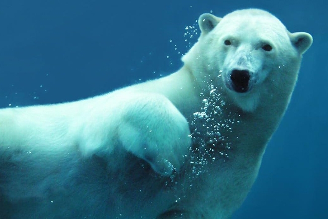 Benji B scores unseen footage from Blue Planet II