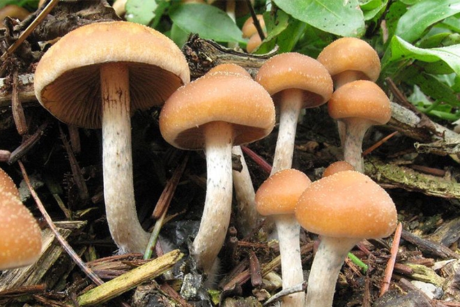 Concerns psychedelic treatment could be "just for the rich" following Australia legalisation