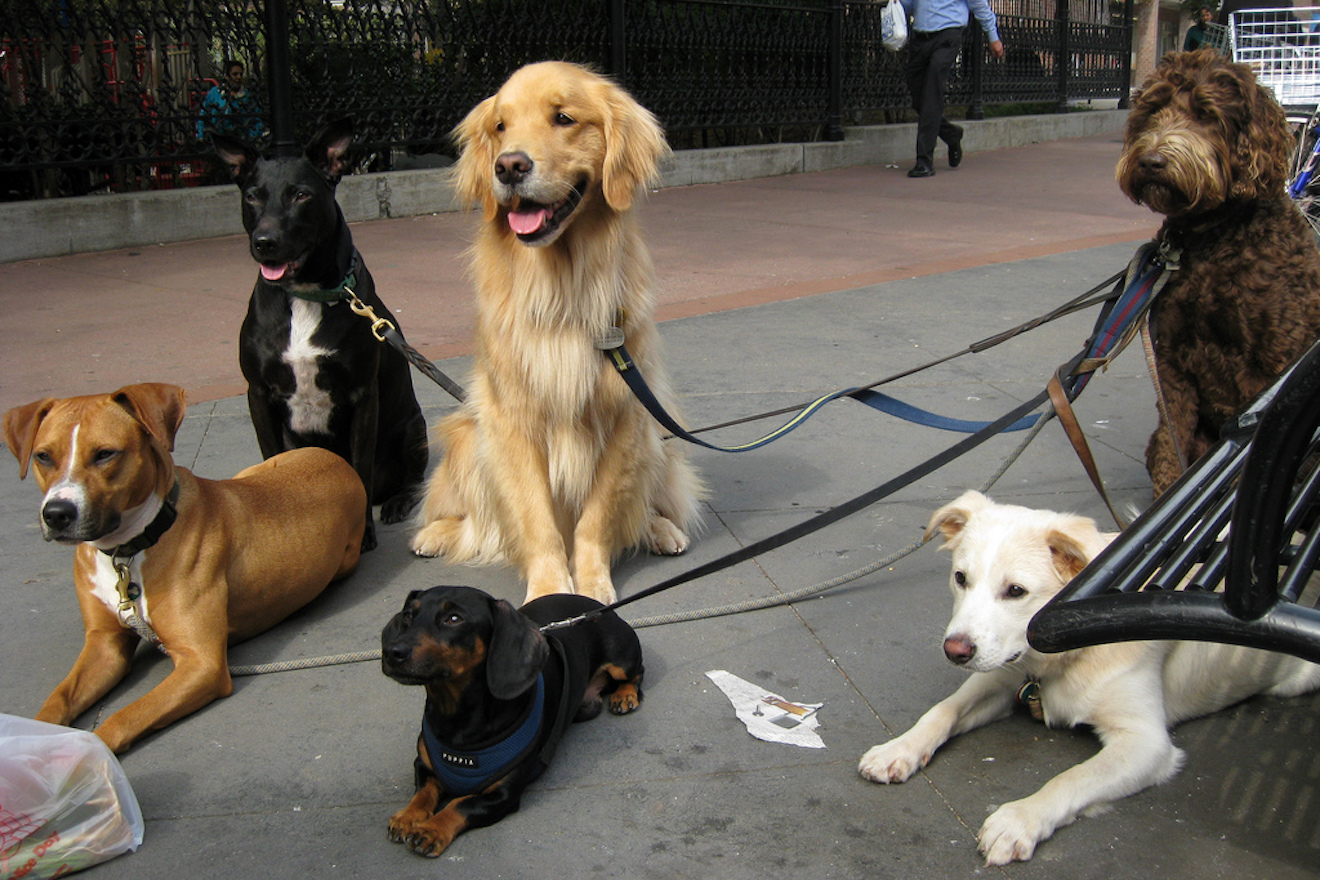 ​RZA is suing a dog walking company called Woof Tang Clan