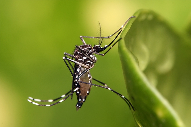Dubstep nursery rhyme album created to protect kids from mosquitos