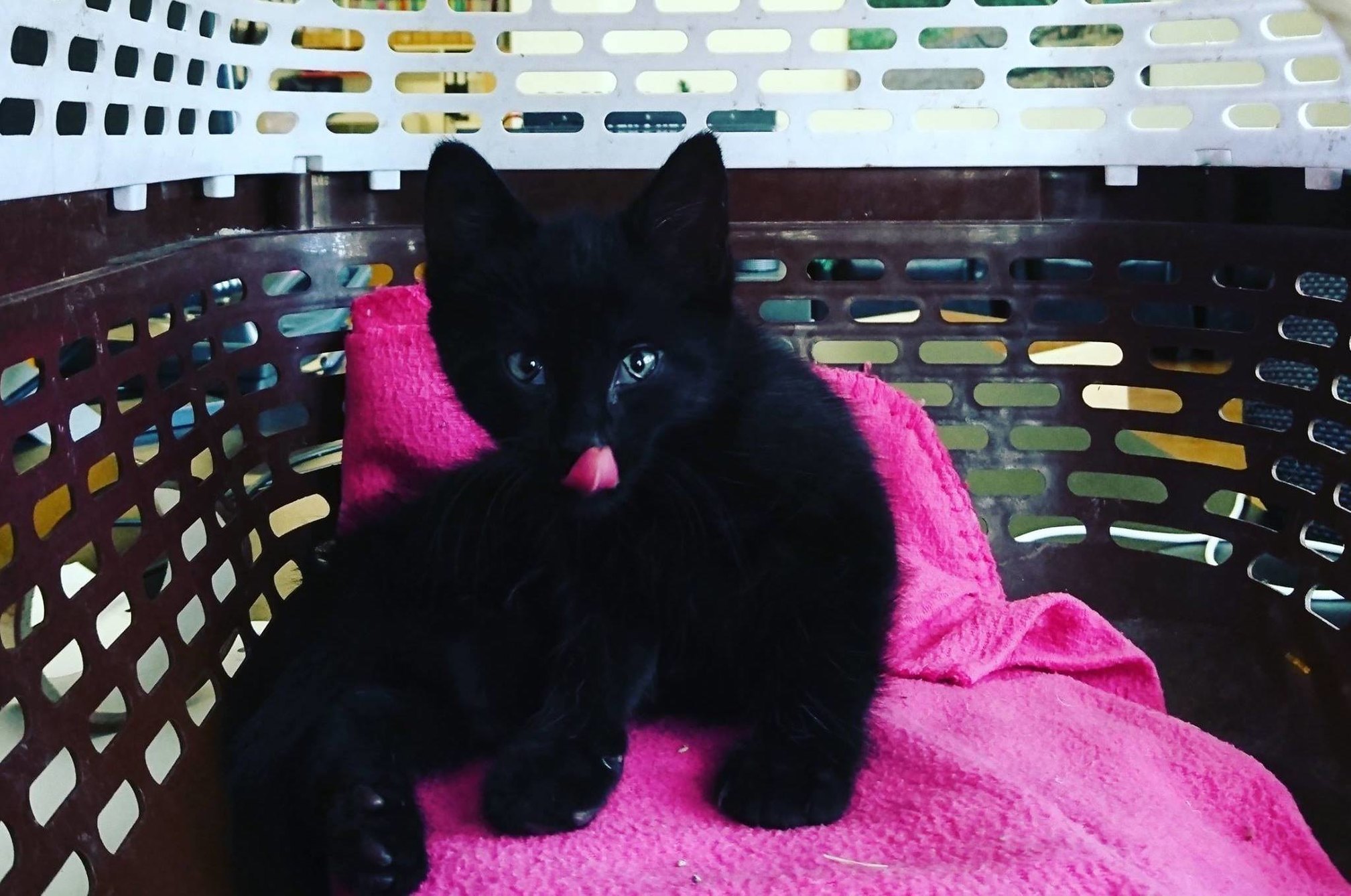 Name fabric’s new office cat and win free entry for life