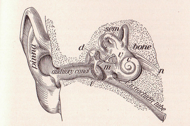 MDMA could be a cure for tinnitus