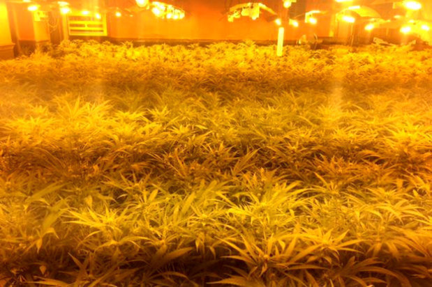£1.5 Million Worth Of Weed Plants Found In Former UK Nightclub