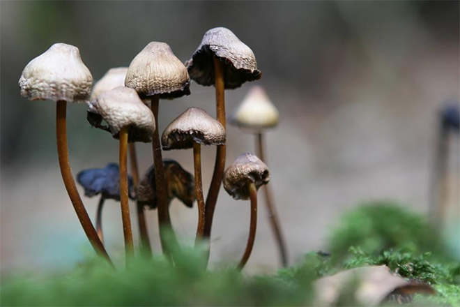 New study reveals microdosing psychedelics could help those with ADHD