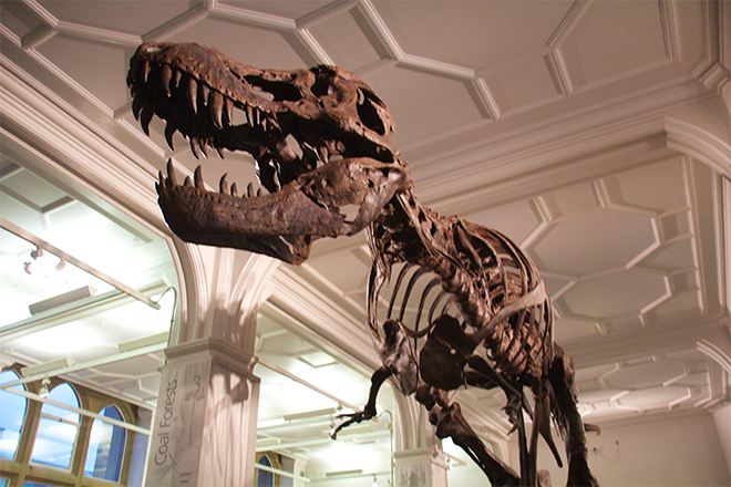 Manchester Museum to launch "Museum Lates" programme for re-launch