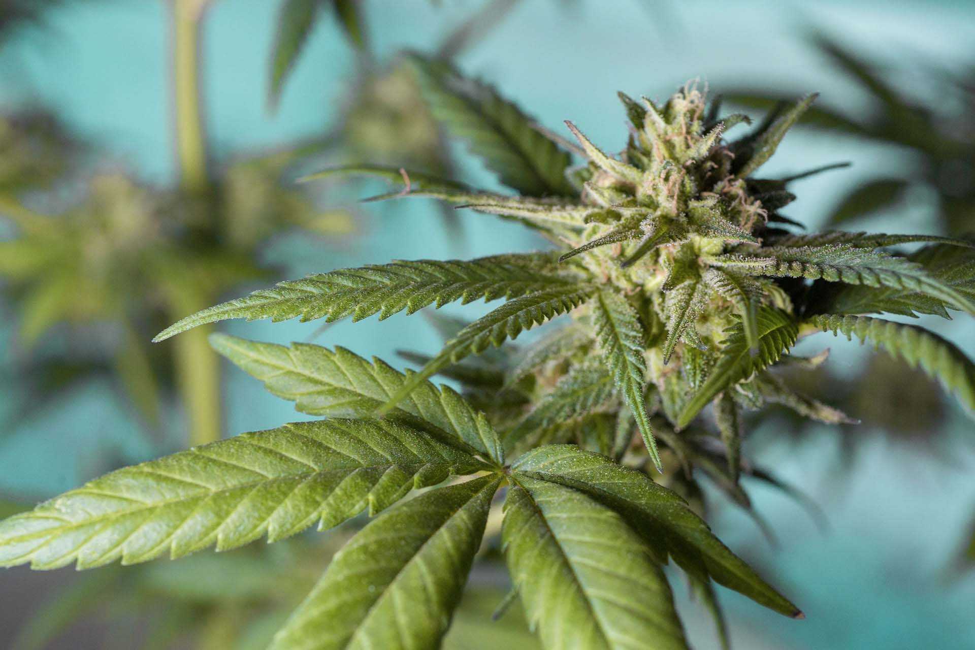 Biggest marijuana plantation in Europe raided by police​