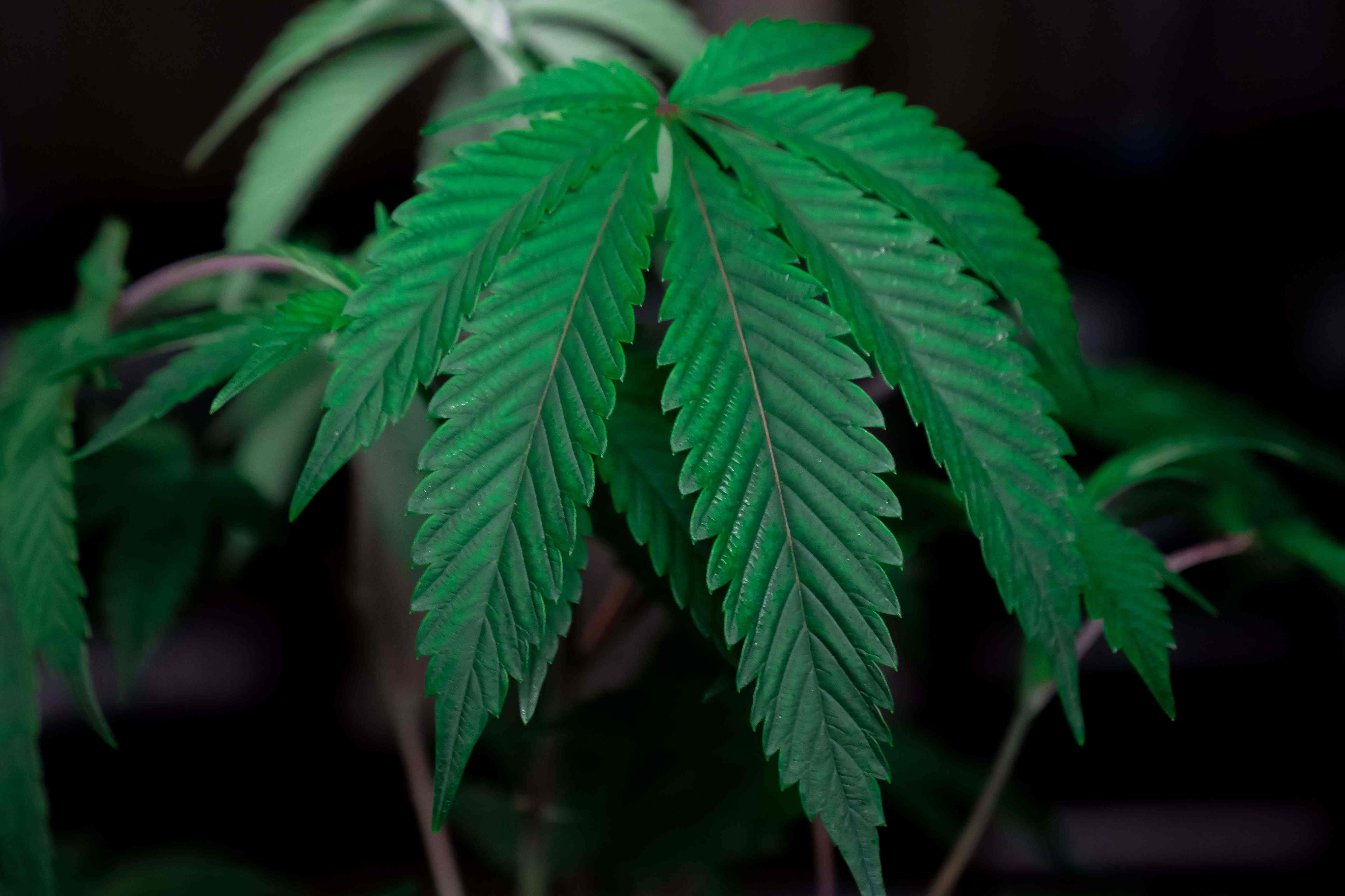 Thailand to decriminalise cannabis, end jail terms for possession