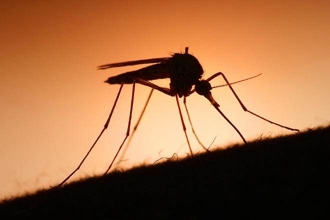​Study finds that Skrillex's music can protect you from mosquitos