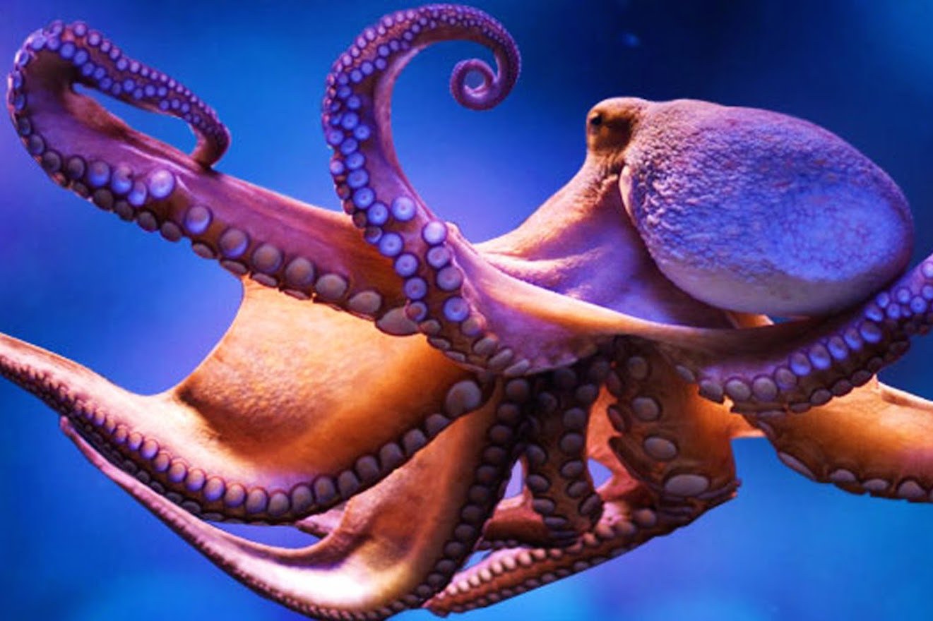 Scientists are giving octopuses MDMA to reveal the origins of social behavior