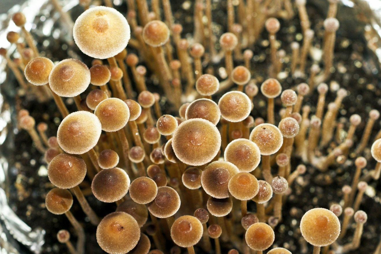 Magic mushrooms could soon be legal in California