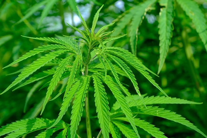 MPs believe cannabis will be legal in the UK within the next decade