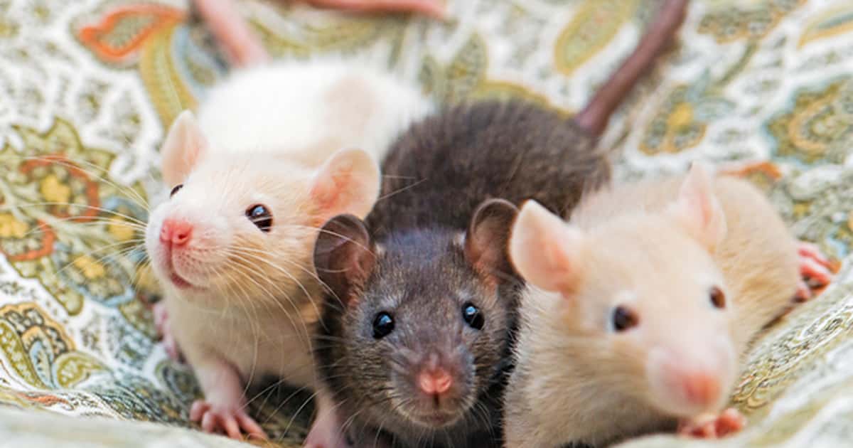Turns out rats love dancing to 140 BPM too - Mixmag.net