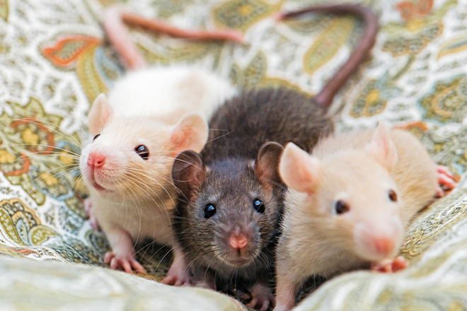 Turns out rats love dancing to 140 BPM too
