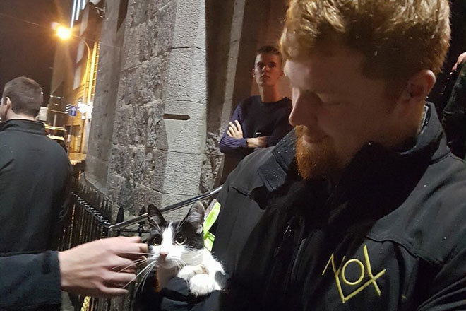 This cat cutie tried to sneak into a nightclub two nights in a row