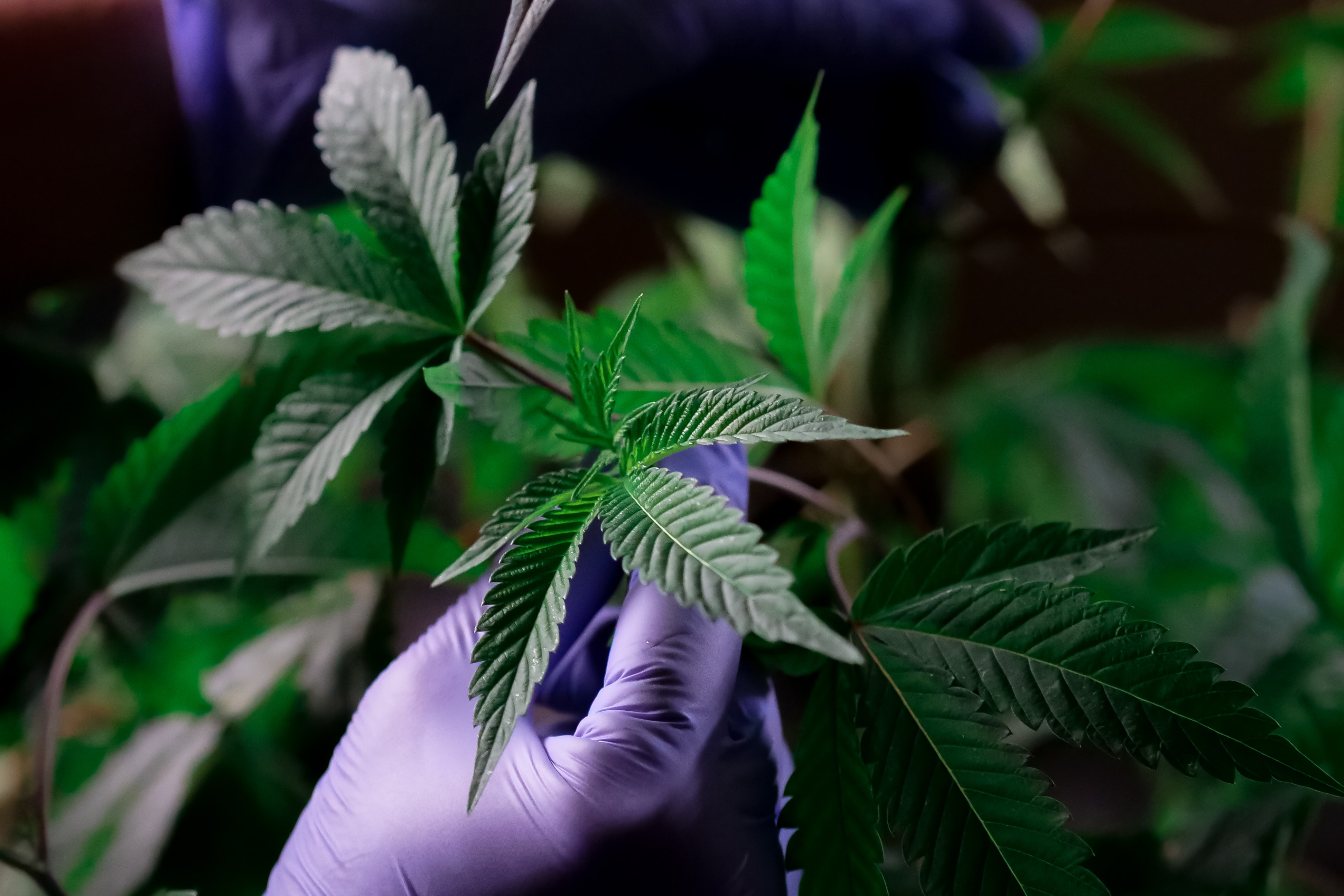 £56 million of cannabis seized in "largest ever" Spanish raid