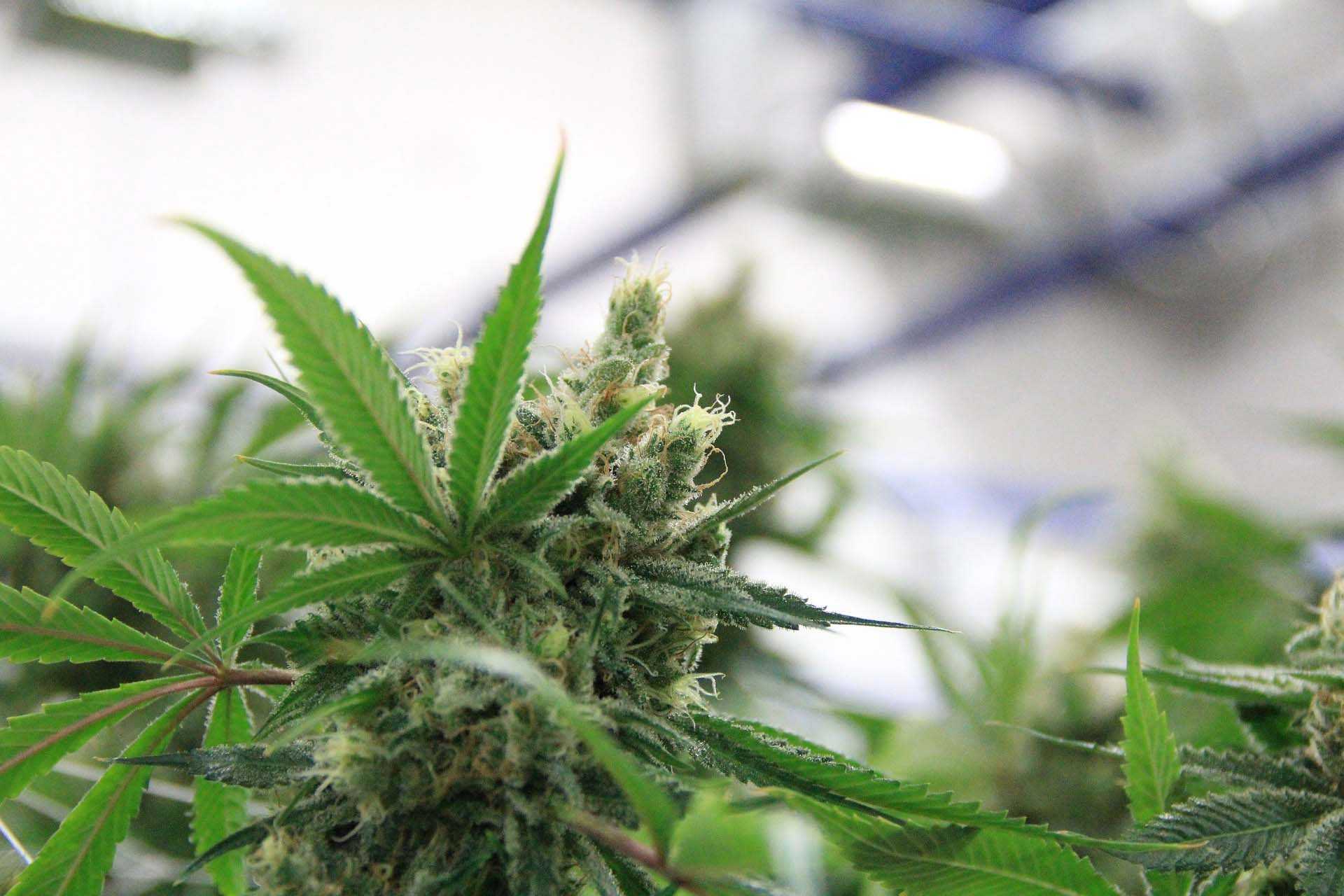 Cannabis found to prevent COVID in lab research