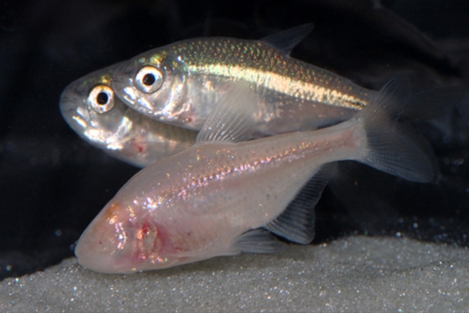 Scientists are studying a sleepless fish that might help humans stay up all night
