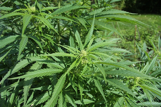 Scientists say strong cannabis could help prevent or treat coronavirus