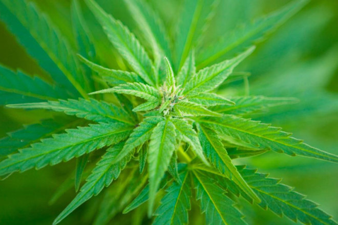 Australian Greens announce push to legalise cannabis