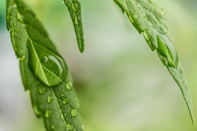 UK Home Secretary Sajid Javid is reviewing the use of medicinal cannabis