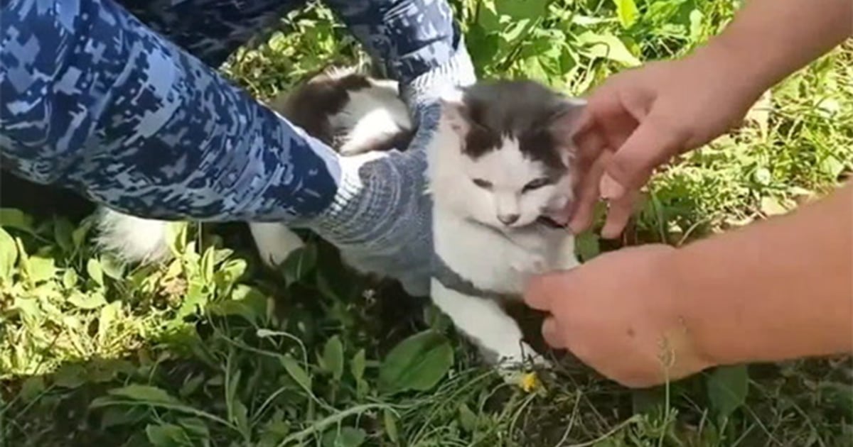 Russian Authorities Intercept Feline Drug Courier at Penal Colony