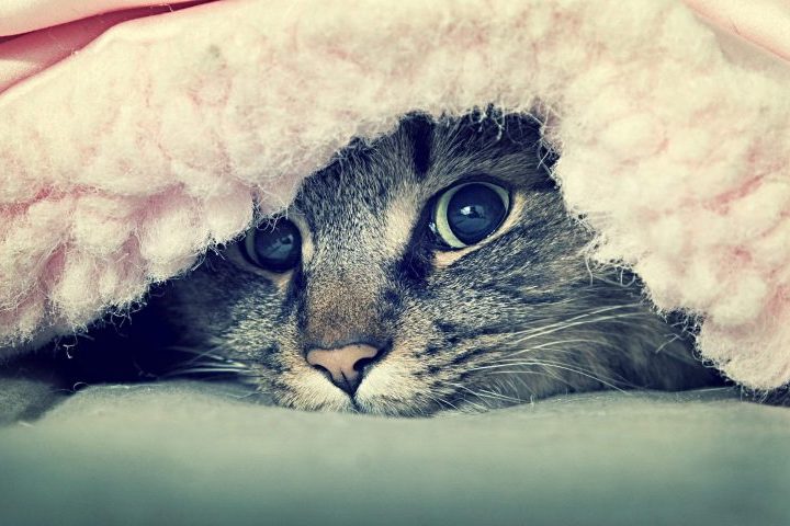 Spotify playlist: 50 dreamy tunes to soundtrack your bed-bound hangover