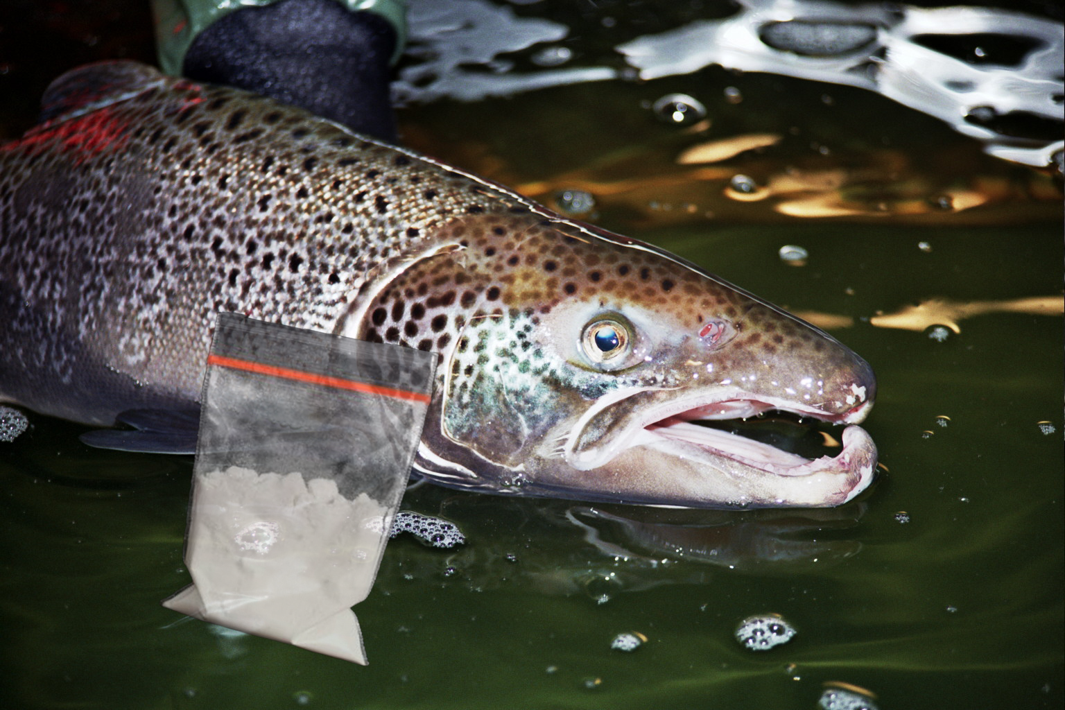 Salmon swim faster and further on cocaine, study finds