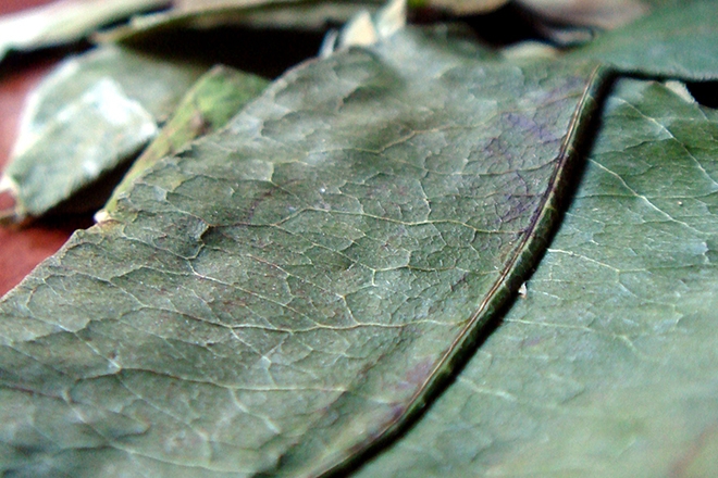 Farmers in Peru are having to grow coca leaf because coffee prices have fallen