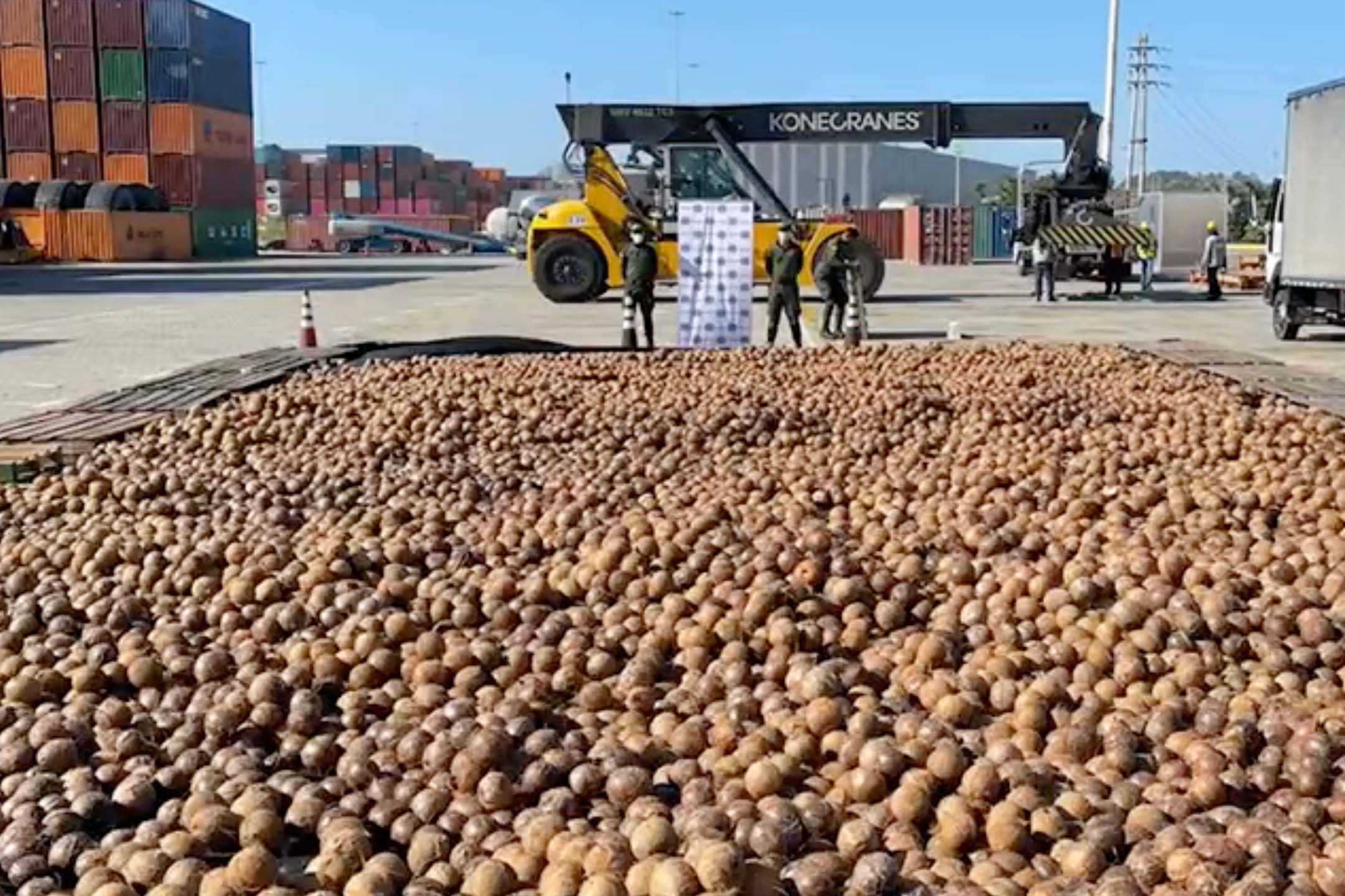 Coconuts filled with liquid cocaine seized by Colombian police
