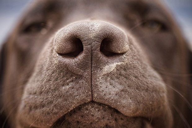 New South Wales police spend more than $9 million a year on sniffer dogs