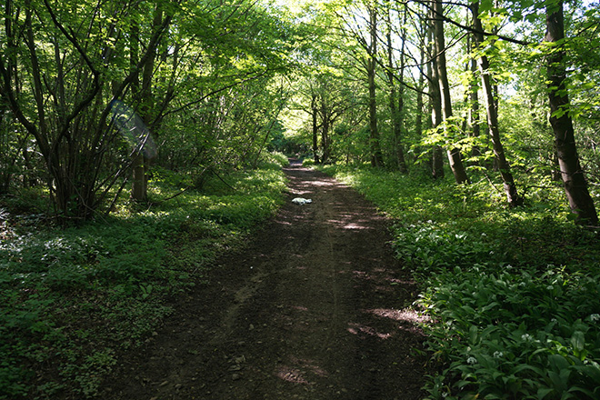 "Spoil sports": Illegal rave shut down by police in Doncaster woodland