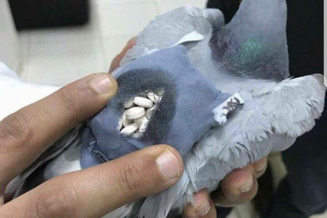 Police have caught a pigeon carrying 200 ecstasy pills