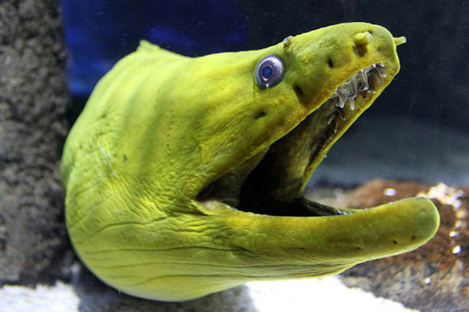 Britain's eels are getting high on cocaine