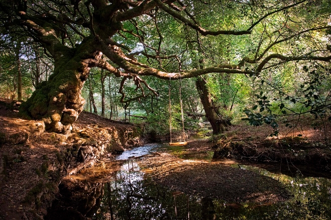​Hundreds caught at illegal rave in the Forest of Dean