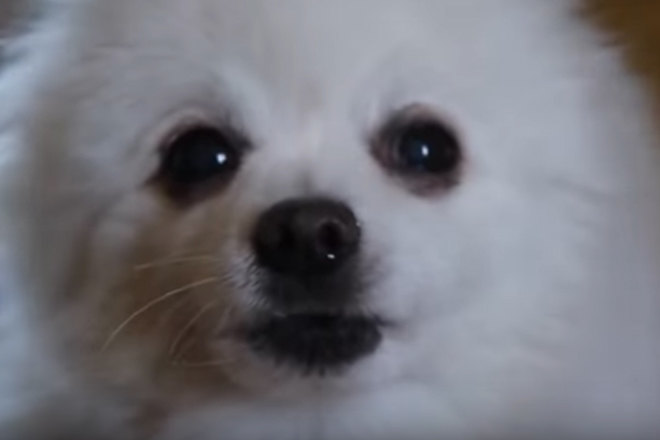 Watch this dog cover Aphex Twin's 'Windowlicker'