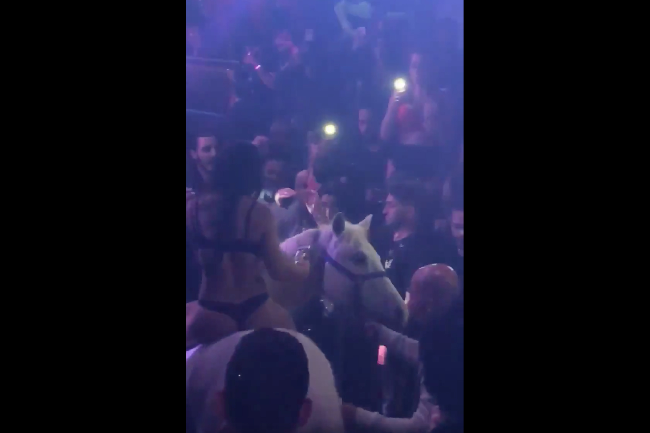 Police are investigating a Miami nightclub that brought a horse into the venue